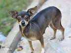 Adopt Emma (Chi Family) bonded with Chata, must be adopted together - (NH) a