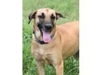 Adopt Muggs (Trinity) - NH a Black Mouth Cur, Labrador Retriever