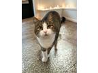 Adopt Lemon - Indoor/Outdoor cat a Domestic Short Hair