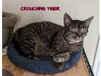 Adopt Crouching Tiger & Boop - Bonded Pair a Domestic Short Hair, Tabby