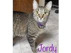 Adopt Jordy a Domestic Short Hair