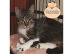 Adopt Gabrielle a Domestic Short Hair