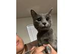 Adopt Nebula a Russian Blue, Domestic Short Hair