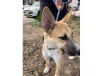 Adopt Bianco a German Shepherd Dog