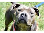Adopt Princess a American Staffordshire Terrier