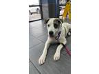 Adopt Princess a Great Pyrenees