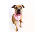 Adopt Penny a Mastiff