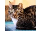 Adopt Cornbread Stuffing a Domestic Short Hair