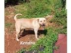 Adopt KENDRA (loves kids, dogs and cats) a Labrador Retriever, Chow Chow