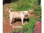 Adopt KENDRA (loves kids, dogs and cats) a Labrador Retriever, Golden Retriever