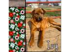Adopt Ivy a Labrador Retriever, Mixed Breed