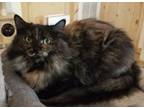 Adopt Valerie a Domestic Long Hair