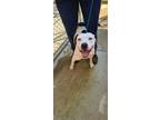 Adopt Apple a Pit Bull Terrier