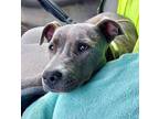 Adopt Patsy a Pit Bull Terrier