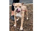 Adopt Fiona a Pit Bull Terrier