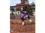 Adopt Dolce a American Staffordshire Terrier, Pit Bull Terrier