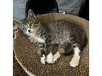 Adopt Mittens a American Shorthair