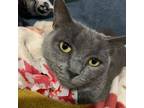 Adopt Doe a Russian Blue, American Bobtail