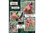 Adopt Jody a Black Mouth Cur, Rhodesian Ridgeback