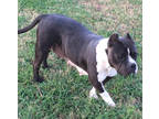 Adopt PEPPA a Boston Terrier, Pug