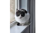 Adopt Sassy a Domestic Short Hair