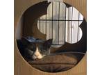 Adopt Nala (bonded with Mufasa) a Domestic Short Hair