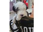 Adopt Wednesday a Old English Sheepdog