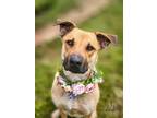 Adopt Abigail (AKA Abbey Rose) a German Shepherd Dog, Yellow Labrador Retriever