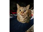 Adopt Auryon -Sponsored adoption fee a Torbie