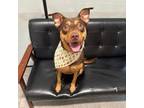 Adopt Bella a Miniature Pinscher, Mixed Breed