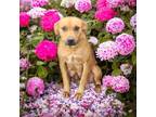 Adopt Marie a Mixed Breed