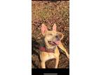 Adopt Cassia a Pit Bull Terrier