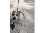 Adopt Cookie a Boxer, Australian Cattle Dog / Blue Heeler