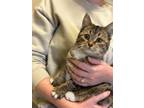 Adopt Cuddles - Transport a Tabby