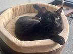Adopt Ariel the Social Butterfly a Domestic Short Hair, Bombay