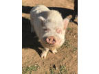 Adopt Piggy Smalls *located in Menifee, CA a Pot Bellied