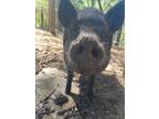 Adopt Patrick *located in Porter Valley, CA a Pig