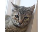 Adopt Mochi a Domestic Short Hair