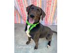 Adopt Dumpling a Labrador Retriever