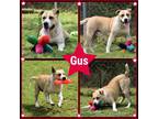 Adopt Gus a Pit Bull Terrier