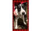 Adopt Domino a American Staffordshire Terrier, Australian Cattle Dog / Blue