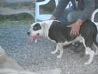 Adopt Joseph a Pit Bull Terrier