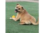 Adopt Polo a Labrador Retriever, Pit Bull Terrier