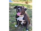 Adopt Gweedo a Pit Bull Terrier
