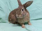 Adopt Chu Chu a Bunny Rabbit