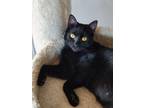 Adopt Turbo a Bombay, American Shorthair