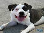 Adopt ANDY a Pit Bull Terrier, Boxer