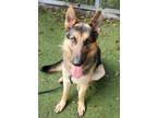 Adopt BRANDON a German Shepherd Dog