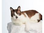 Adopt Choccy a Siamese