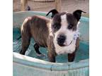 Adopt Adorable Emmett Smith_ handome brindle and white a Staffordshire Bull